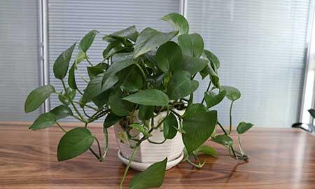 家里适合养的花