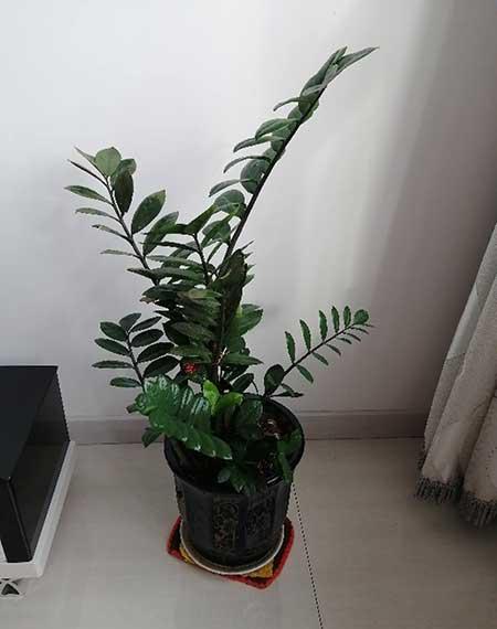 家里适合养的花