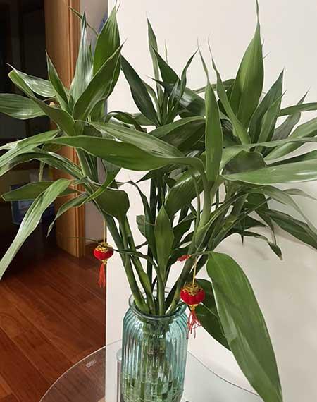 家里适合养的花