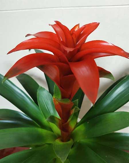 家里适合养的花