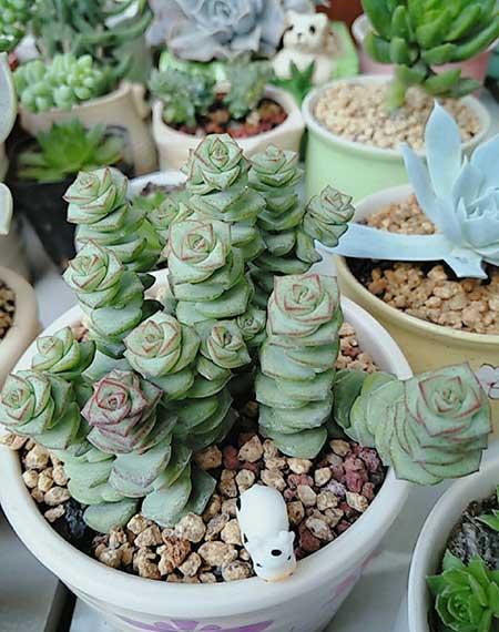家里适合养的花