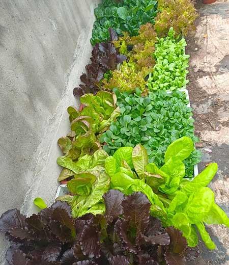 适合在露台养的大型植物