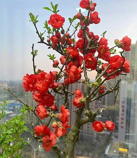 适合在露台养的大型植物
