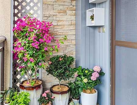 适合在露台养的大型植物