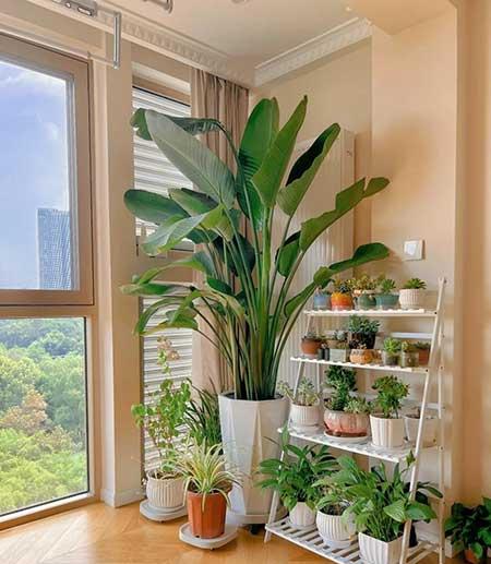 适合在露台养的大型植物