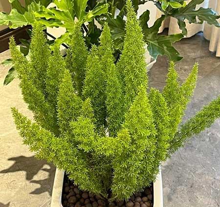 适合在露台养的大型植物