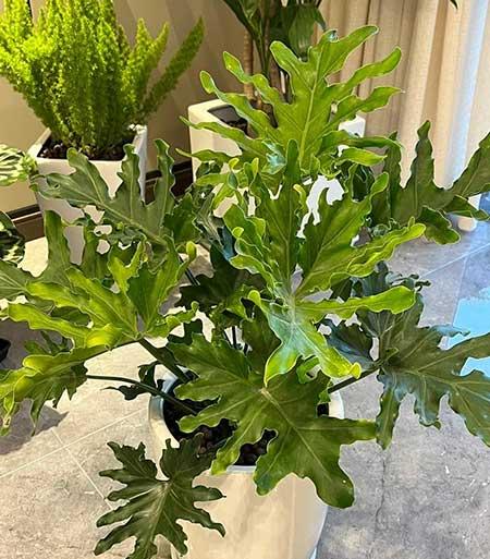 适合在露台养的大型植物