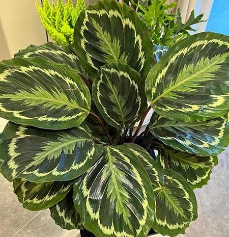 适合在露台养的大型植物