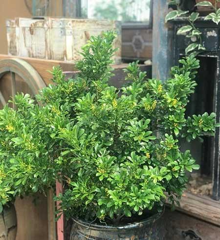 适合在露台养的大型植物