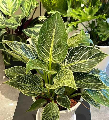 适合在露台养的大型植物