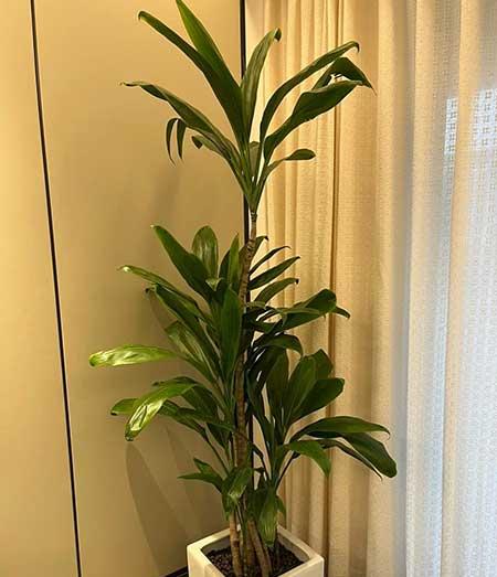 适合在露台养的大型植物