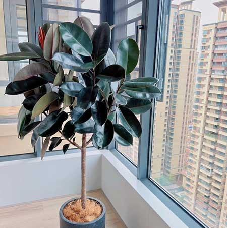 适合在露台养的大型植物