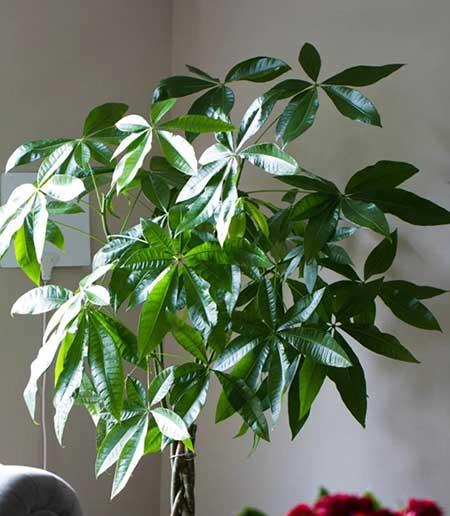 适合在露台养的大型植物