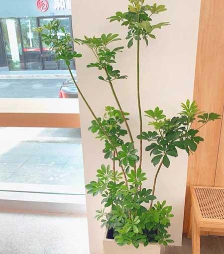 适合在露台养的大型植物