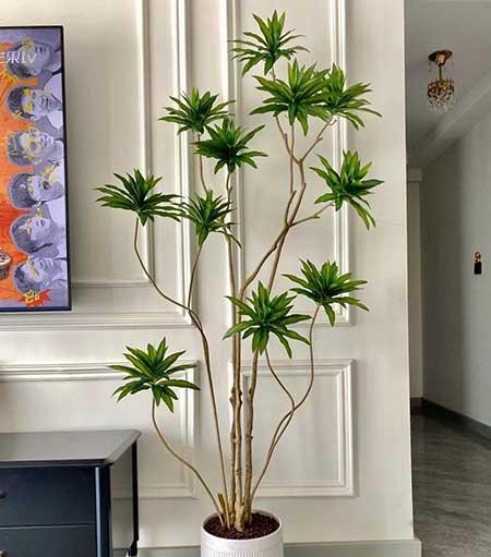 适合在露台养的大型植物