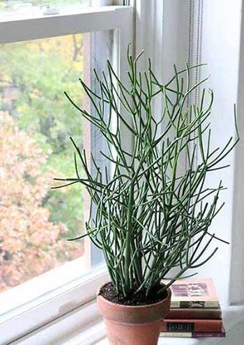 适合在露台养的大型植物