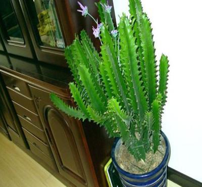 适合在露台养的大型植物
