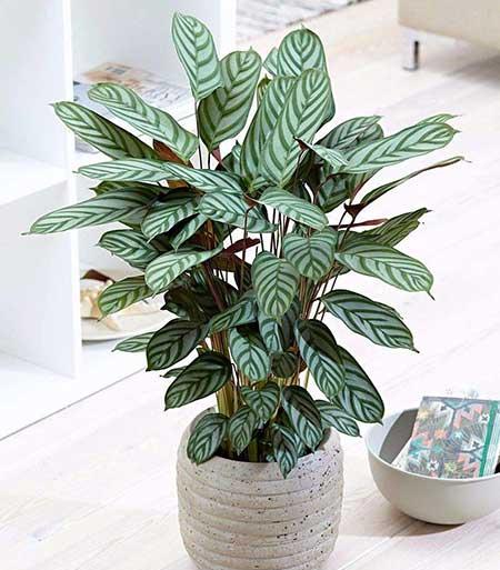 适合在露台养的大型植物