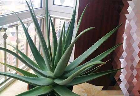 适合在露台养的大型植物