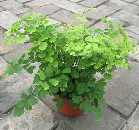适合在露台养的大型植物