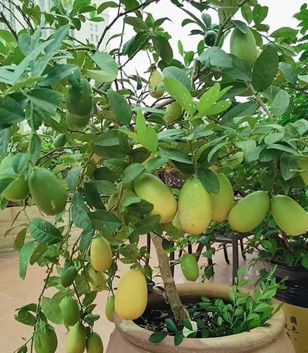 适合在露台养的大型植物