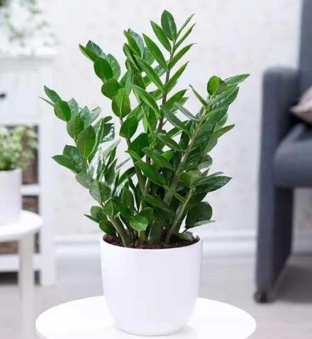 适合在露台养的大型植物