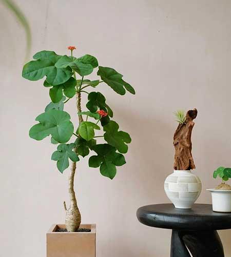 适合在露台养的大型植物