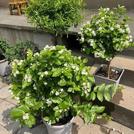 适合在露台养的大型植物