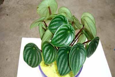 豆瓣绿花养殖方法