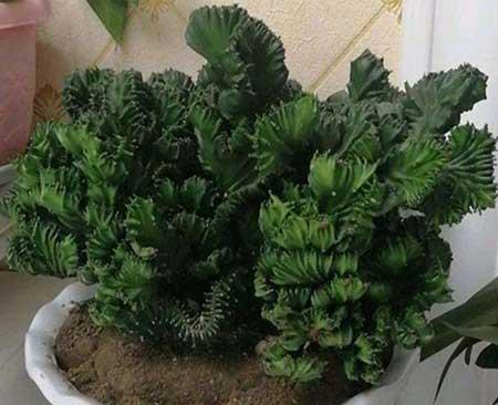 植物麒麟的养护方法