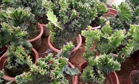 植物麒麟的养护方法