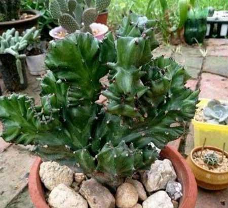 植物麒麟的养护方法