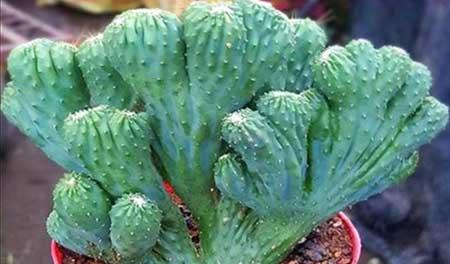 植物麒麟的养护方法