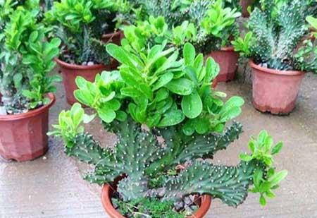 植物麒麟的养护方法
