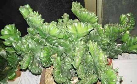 植物麒麟的养护方法
