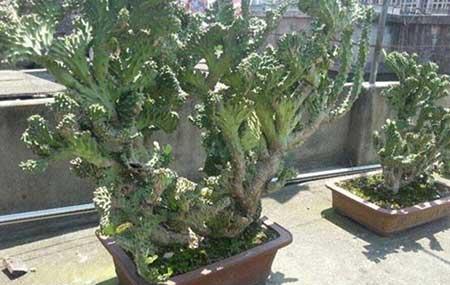 植物麒麟的养护方法