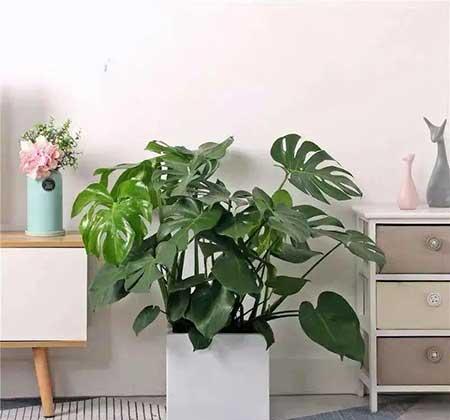 适合封闭阳台养的花