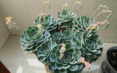 好养活的绿植