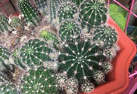 好养活的绿植