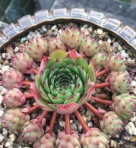好养活的绿植