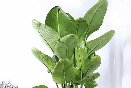 天堂鸟绿植养护方法