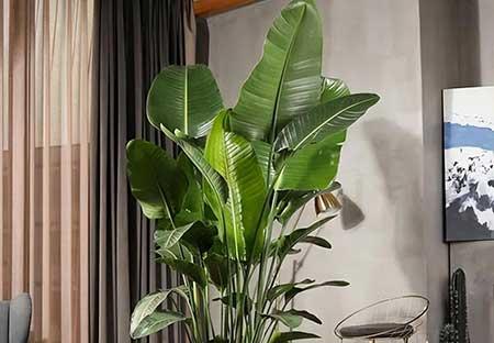 天堂鸟绿植养护方法