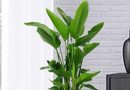 天堂鸟绿植养护方法