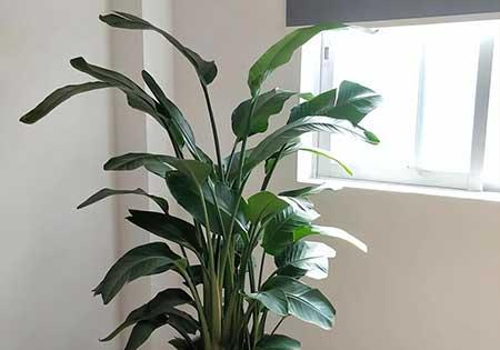 天堂鸟绿植养护方法