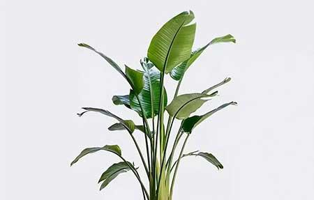天堂鸟绿植养护方法