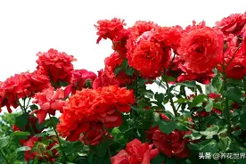 长年适合在室内养的花