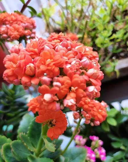 长年适合在室内养的花
