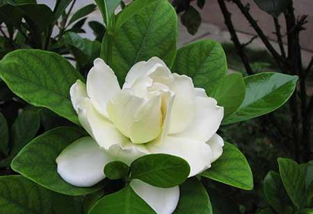 长年适合在室内养的花