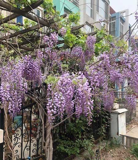 北方室内最好养的大型绿植