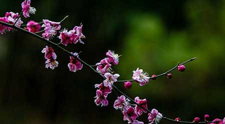 适合一年四季室外养的花